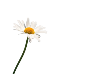 Margarite, freigestellt als PNG