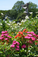 Fototapeta na wymiar 植物園のバラ