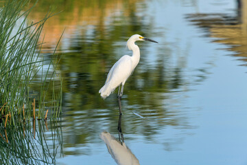 Snowy Egret - A Spring evening view of a Snowy Egret standing in a clean and calm pond at Gilbert...