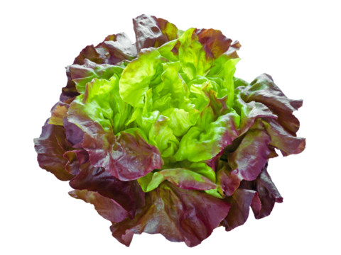 Purple green lettuce salad head isolated transparent png. Lactuca sativa.