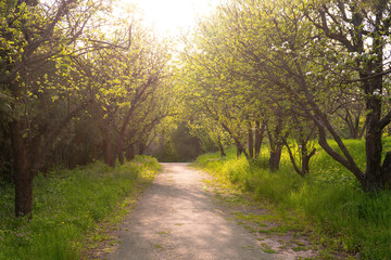 Fototapeta na wymiar Road through the apple orchard at sunset. Path through park, alley with green grass and apple trees in springtime with sun light. Nature, landscape.