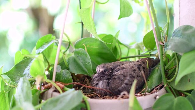 Baby mourning dove in a nest sleeping. Baby pigeon in a nest