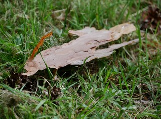 Baumrinde liegt auf Gras