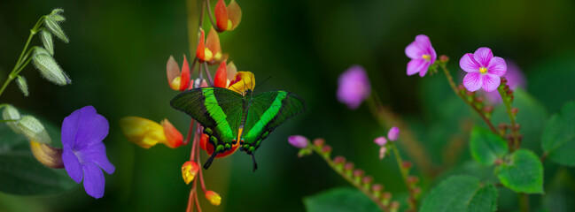 Butterfly Green swallowtail butterfly, Papilio palinurus in a rainforest