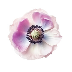 flower Anemone on a transparent background, Generative Ai