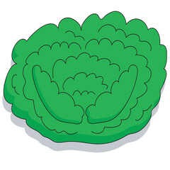 Cartoon of a cabbage or lettuce