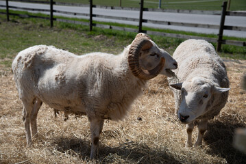 Sideview of a ram eating hay and a lamb