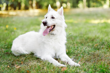 Portrait of White swiss shepherd dog in autumn park
