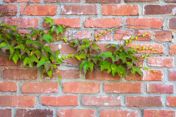 Green-leaved Vine Tendrils on Red Clay Brick Wall