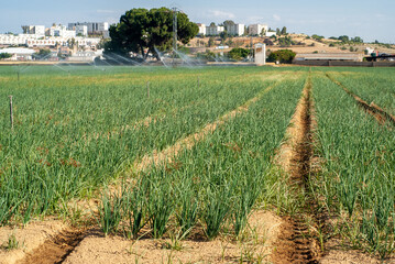 Campo de cultivo de cebollas con sistema de riego por aspersión.