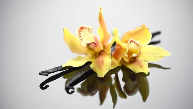 Vanilla flower and pods close up. Vanilla beans over grey background, macro shot. Aromatic scented condiments rotating on dark backdrop. 