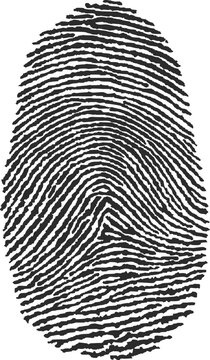 vector illustration of a fingerprint