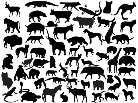 Vectors silhouettes of different animals.