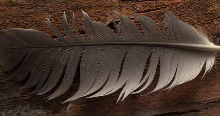 carrier pigeon feather. macro photo