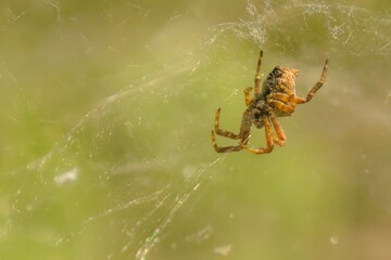 Cyrtophora citricola spider, also called the tropical tent-web spider, is a type of Araneidae spider that lives in the Indian Ocean area and the Canary Islands. It's well-known for its elaborate webs.