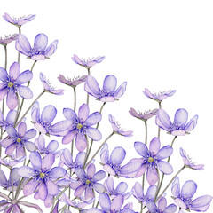 Watercolor spring flowers isolated on white background. Scilla. Coppice, hepatica - first spring flowers. Illustration of delicate lilac flowers. Primroses, the anemones. forest flowers liverwort