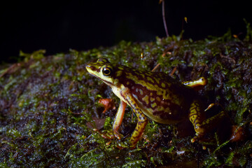 Jambato del Río Faisanes (Atelopus coynei), especie endémica de Ecuador y en Peligro Crítico de...