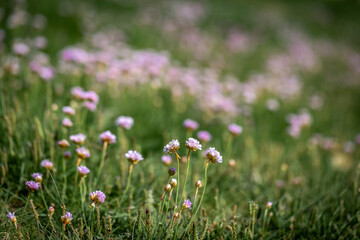 An Abundance of Sea Thrift Flowers in the Spring Sunshine, with a Shallow Depth of Field