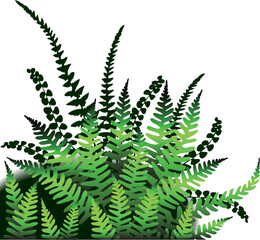 Vector design element of fern leaves