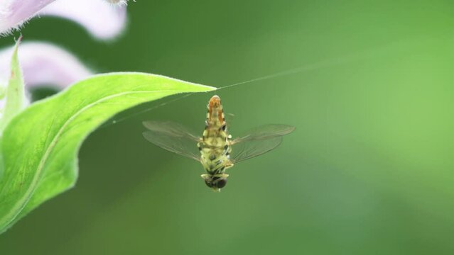 Eastern Calligrapher flower flies mating while hanging on to a wild Bergamot leaf
