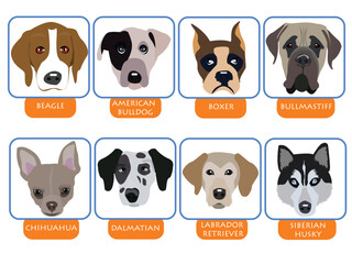 Obraz premium illustration of purebred dogs, cartoon dog portraits