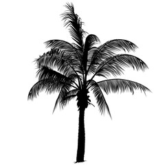 Fototapeta na wymiar Palm tree silhouette 2 - Highly detailed black silhouette
