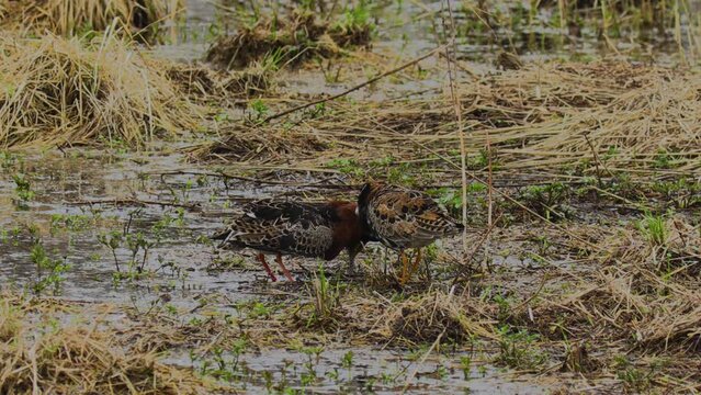  Philomachus pugnax. Spring. Mating games of birds.