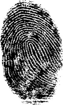 Black and White Vector Fingerprint - Very accurately scanned and traced ( Vector is transparent so it can be overlaid on other images, vectors etc.)