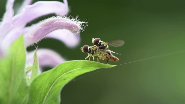 Eastern Calligrapher flower flies mating while hanging on to a wild Bergamot leaf