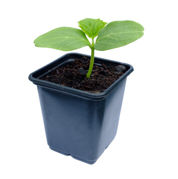 Cucumber seedling in a plastic pot with transparent background (png image)