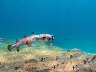 Fototapeta premium Spotfin Burrfish swimming in ocean