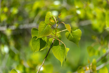 Fototapeta na wymiar Green poplar leaves emerging in spring