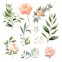 Watercolor floral illustration elements set
