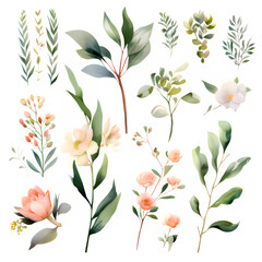 Watercolor floral illustration elements set
