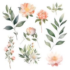 Watercolor floral illustration elements set
