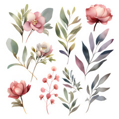 Watercolor floral illustration elements set
