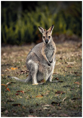 kangaroo in the wild