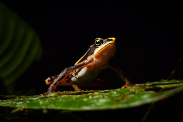 Jambato Esquelético (Atelopus aff. longirostris), especie de rana éndémica de Ecuador y en...