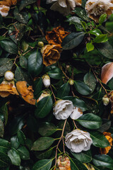 brown, dying white camellia flowers on bush in the spring