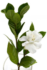 Fototapeta na wymiar Cape jasmine or garden gardenia flower