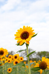 Sunflower field, Beautiful summer landscape.