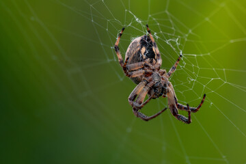 pająk - krzyżak ogrodowy - obrazy, fototapety, plakaty