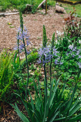blue flowers on Camassia Esculenta (Indian Hyacinth)