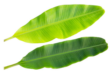 Obraz premium Fresh banana leaves on white background.
