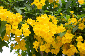 Yellow elder or Trumpetbush, Trumpetflower