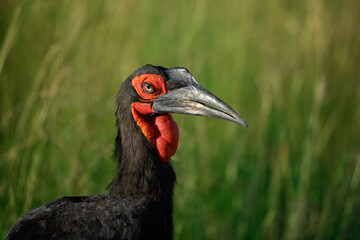 Portrait of southern ground hornbill from Masai Mara, Kenya