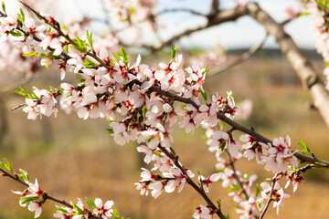 Obraz premium Image of a flowering branches of an almond tree in a spring garden. Close-up image
