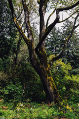 Fototapeta na wymiar tree, Seattle Arboretum