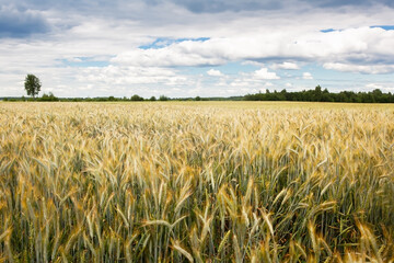 A field of ripening rye against a cloudy sky on a summer day. 