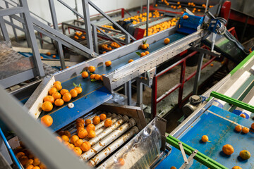 Ripe tangerines on the conveyor belt of a fruit processing plant. Top view.